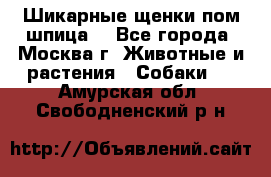 Шикарные щенки пом шпица  - Все города, Москва г. Животные и растения » Собаки   . Амурская обл.,Свободненский р-н